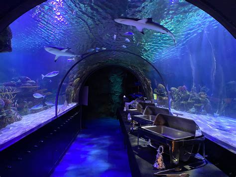 Aquarium shreveport - 601 Clyde Fant Pkwy. Shreveport LA 71101. Get Directions. DISCOVER …an underwater world of wonder. Travel through brightly colored coral reefs, creaking shipwrecks, dark ocean caves and tropical lagoons. …